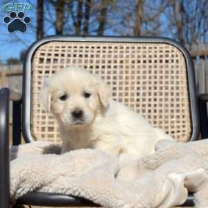 Harper, English Cream Golden Retriever Puppy