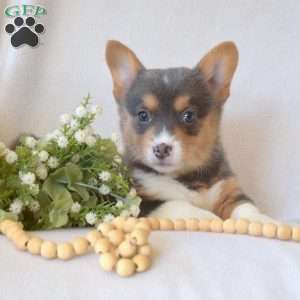 Harper, Pembroke Welsh Corgi Puppy