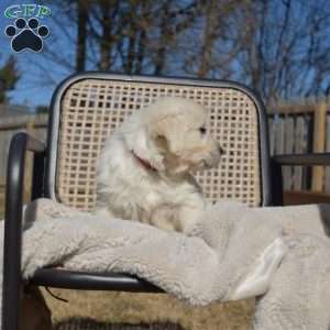 Harper, English Cream Golden Retriever Puppy