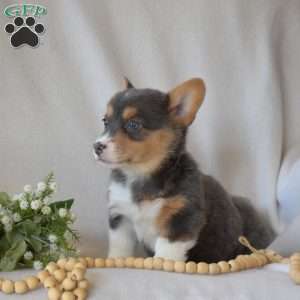 Harper, Pembroke Welsh Corgi Puppy