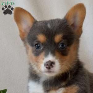 Harper, Pembroke Welsh Corgi Puppy