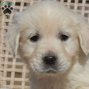 Harper, English Cream Golden Retriever Puppy