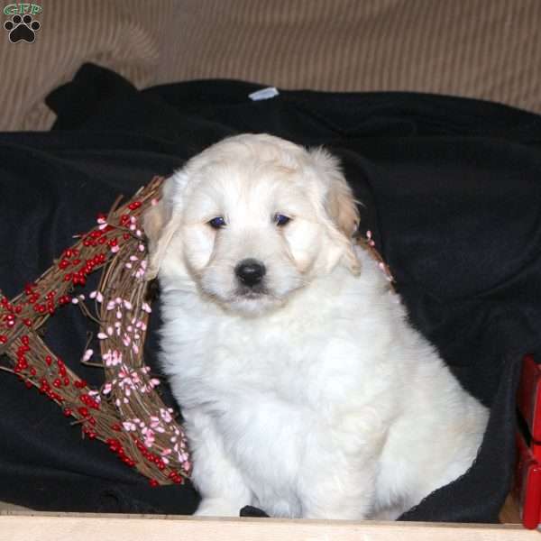 Harry, Mini Goldendoodle Puppy