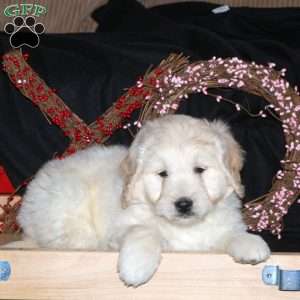 Harry, Mini Goldendoodle Puppy