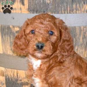 Harry, Mini Goldendoodle Puppy