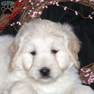 Harry, Mini Goldendoodle Puppy