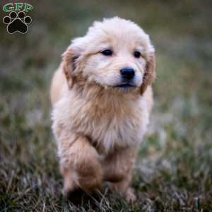 Hayden, Golden Retriever Puppy