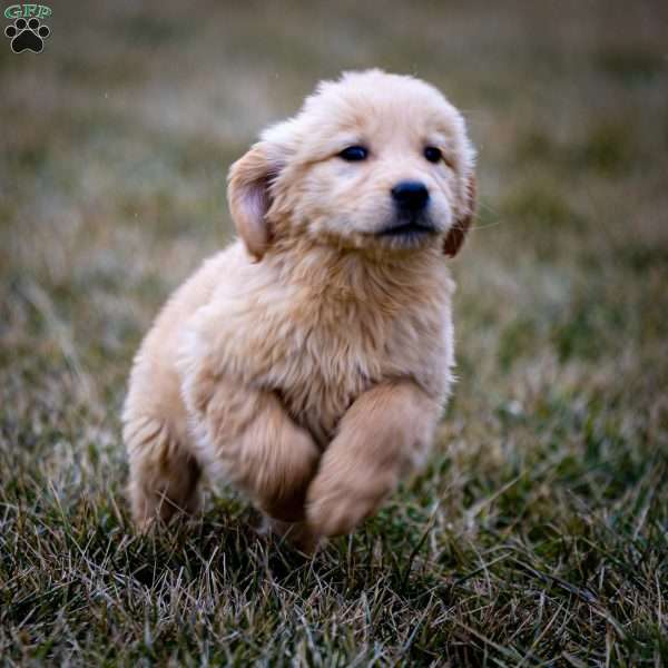 Hayden, Golden Retriever Puppy