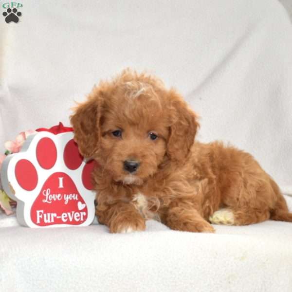 Hazel, Mini Goldendoodle Puppy