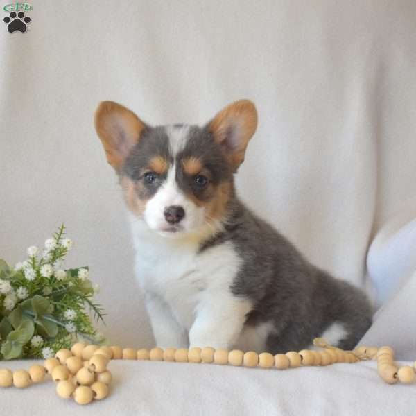 Hazel, Pembroke Welsh Corgi Puppy