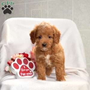 Hazel, Mini Goldendoodle Puppy