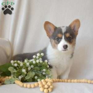 Hazel, Pembroke Welsh Corgi Puppy