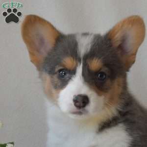 Hazel, Pembroke Welsh Corgi Puppy