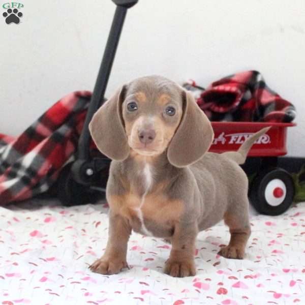 Hazel, Dachshund Puppy