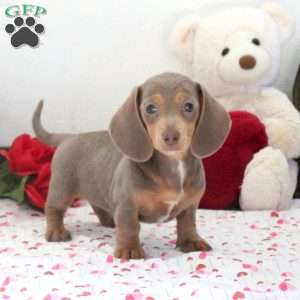 Hazel, Dachshund Puppy