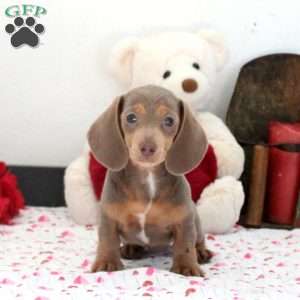 Hazel, Dachshund Puppy