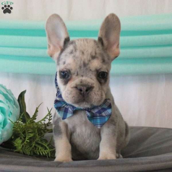 Heart Breaker, French Bulldog Puppy