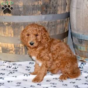 Heath, Mini Goldendoodle Puppy