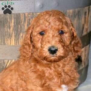 Heath, Mini Goldendoodle Puppy