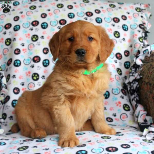 Heather, Golden Retriever Puppy