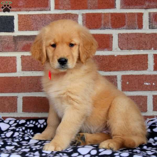 Heather, Golden Retriever Puppy