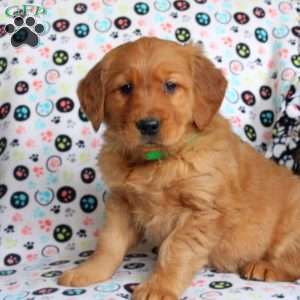 Heather, Golden Retriever Puppy