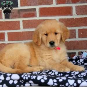 Heather, Golden Retriever Puppy