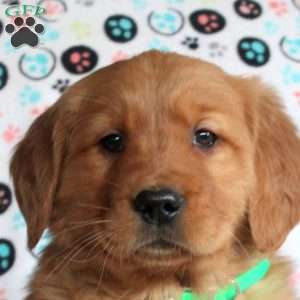 Heather, Golden Retriever Puppy