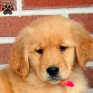 Heather, Golden Retriever Puppy