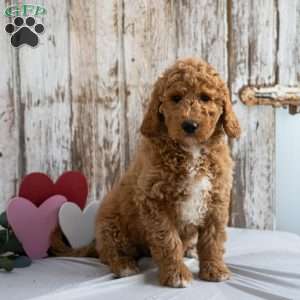 Hedwig, Mini Labradoodle Puppy