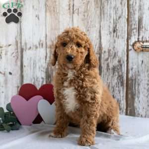 Hedwig, Mini Labradoodle Puppy