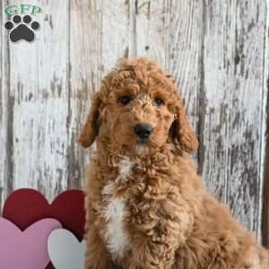 Hedwig, Mini Labradoodle Puppy