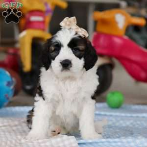 Heidi, Saint Berdoodle Puppy