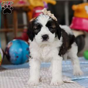 Heidi, Saint Berdoodle Puppy