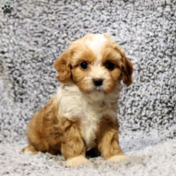 Heidi, Cavapoo Puppy