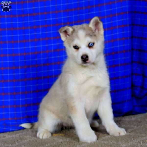 Heidi, Pomsky Puppy