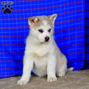 Heidi, Pomsky Puppy