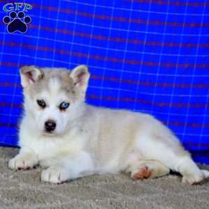 Heidi, Pomsky Puppy