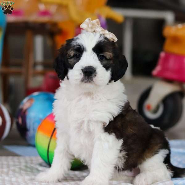 Heidi, Saint Berdoodle Puppy