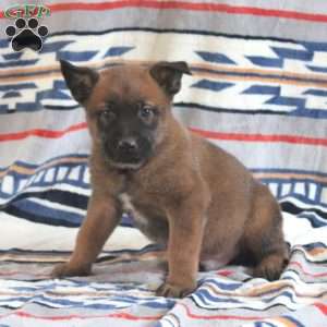 Hendrix, Belgian Malinois Puppy