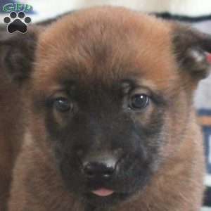 Hendrix, Belgian Malinois Puppy