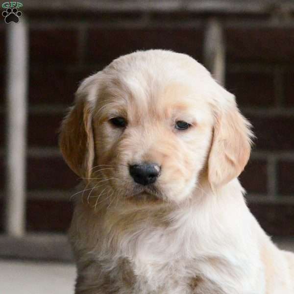 Henri, Golden Retriever Puppy