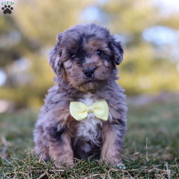 Hershey, Mini Goldendoodle Puppy