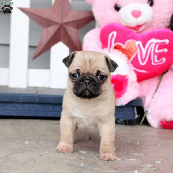 Hershey, Jug Puppy