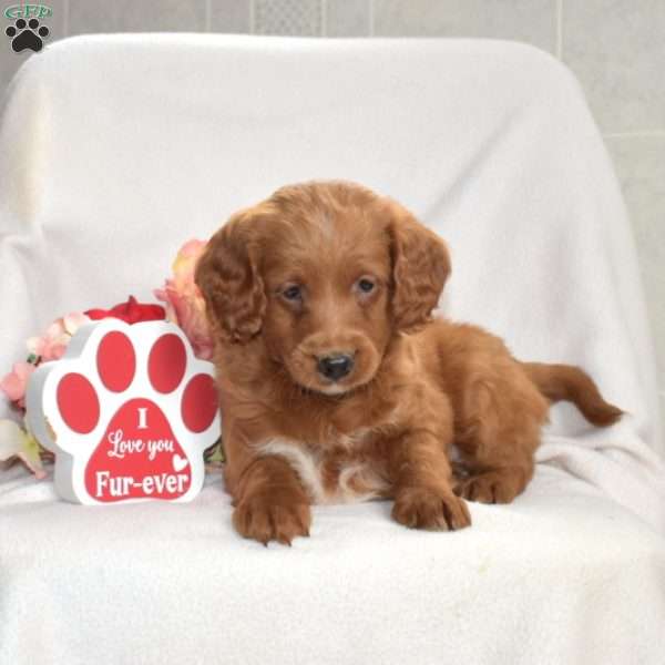 Hickory, Mini Goldendoodle Puppy