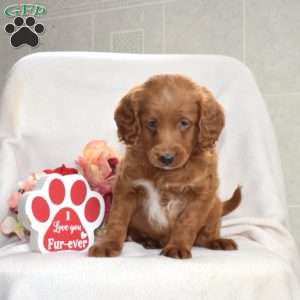 Hickory, Mini Goldendoodle Puppy