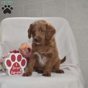 Hickory, Mini Goldendoodle Puppy