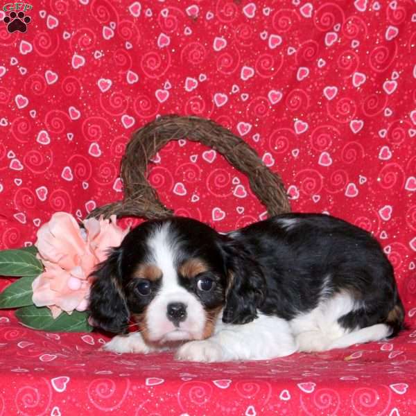 Holden, Cavalier King Charles Spaniel Puppy