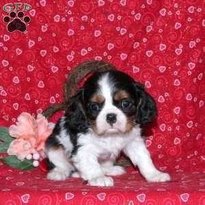 Holden, Cavalier King Charles Spaniel Puppy