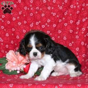 Holden, Cavalier King Charles Spaniel Puppy